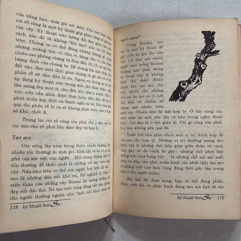 Kỹ thuật Bonsai - Hoài Đức 720789