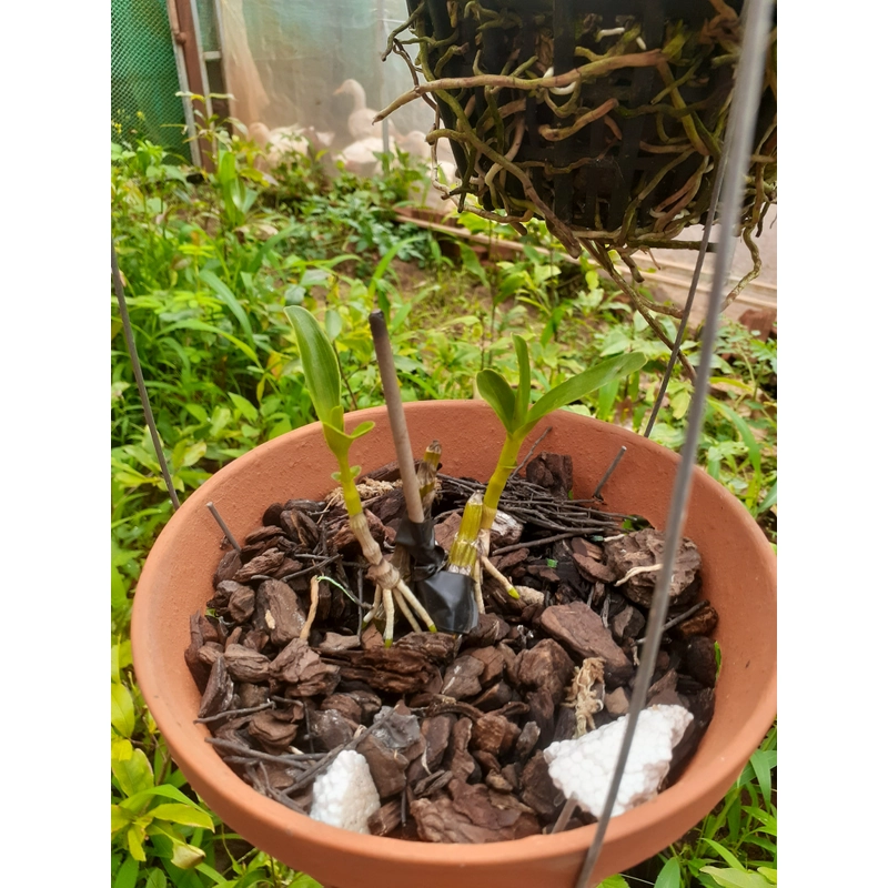 Hoa lan  phi diep 465560