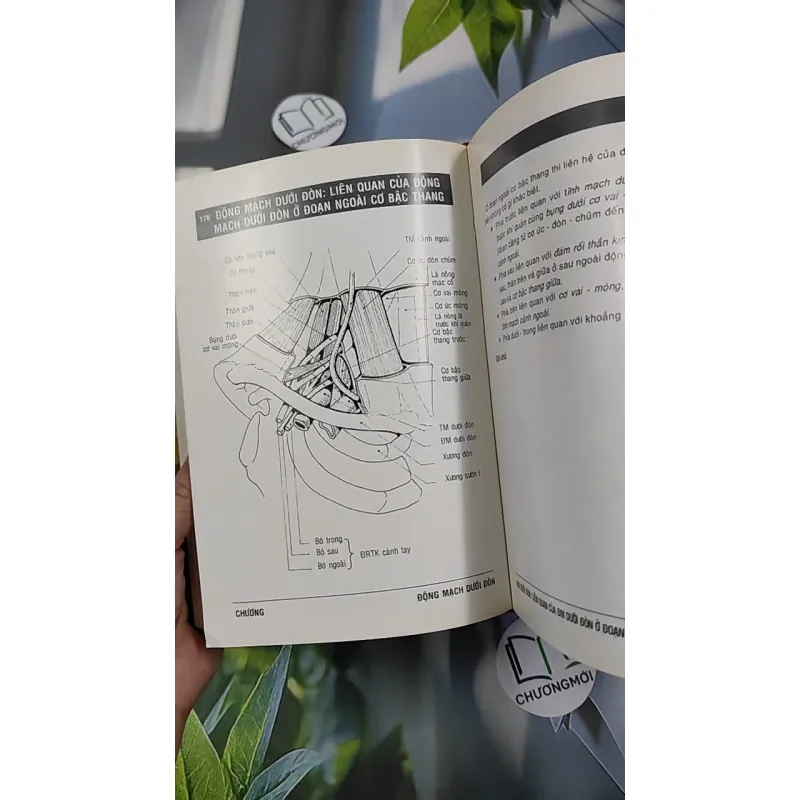 [MIỄN PHÍ BỌC SÁCH] Giải Phẫu (Đầu - Mặt - Cổ) - TS. Phạm Đăng Diệu 990450