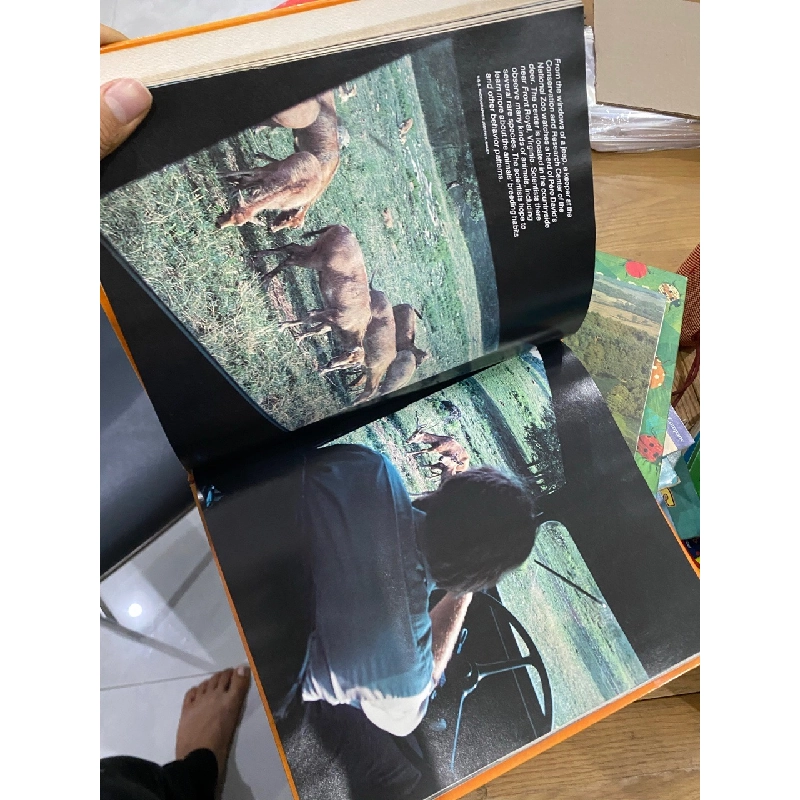 Zoo Without Cages 550899
