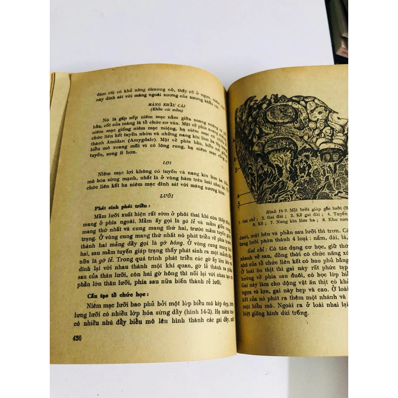 TỔ CHỨC HỌC PHÔI THAI HỌC  528079