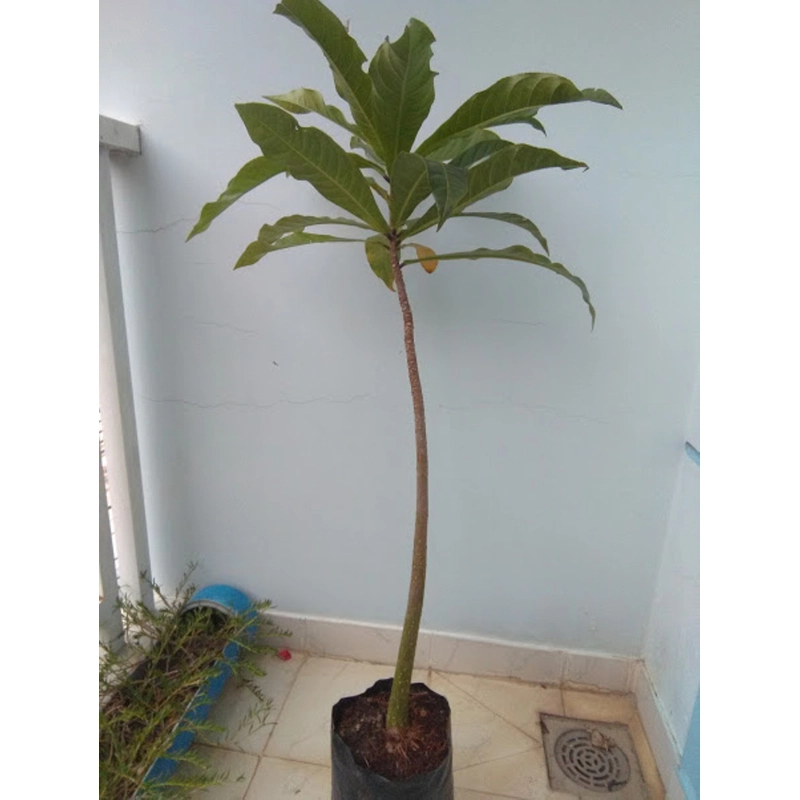 Cây giống lộc vừng hoa to, màu trắng hồng 78126