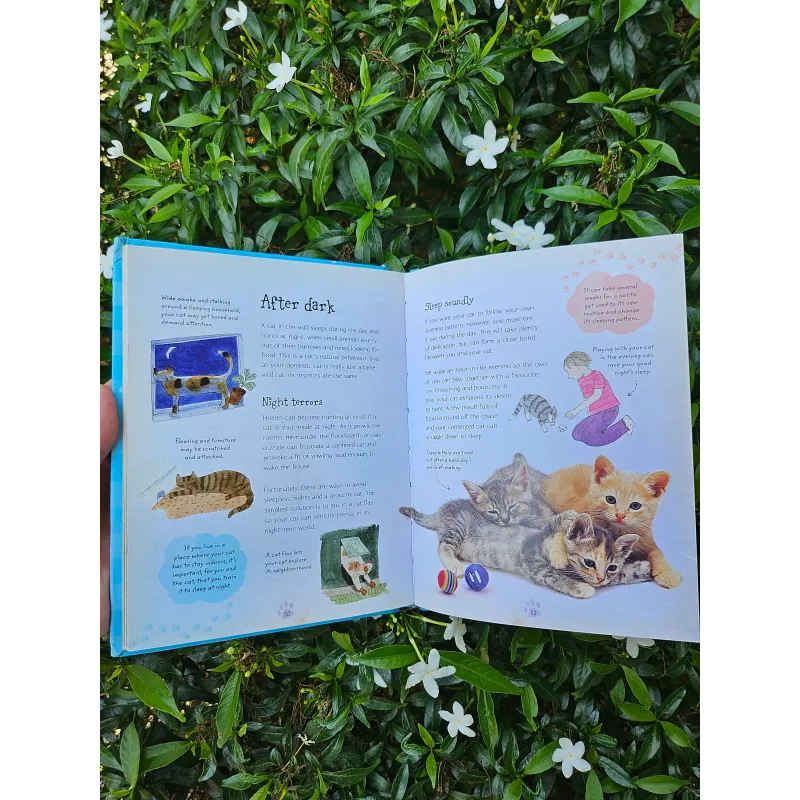 Cats and Kittens 995238