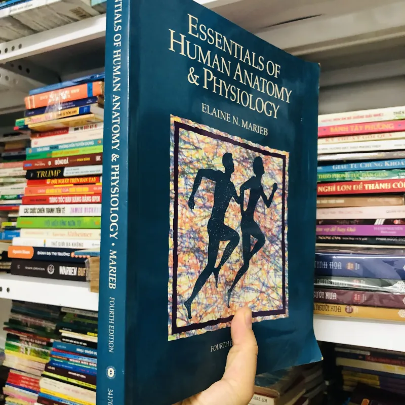 ESSENTIALS OF HUMAN ANATOMY & PHYSIOLOGY – Elaine N. Marieb (Fourth Edition) 799155