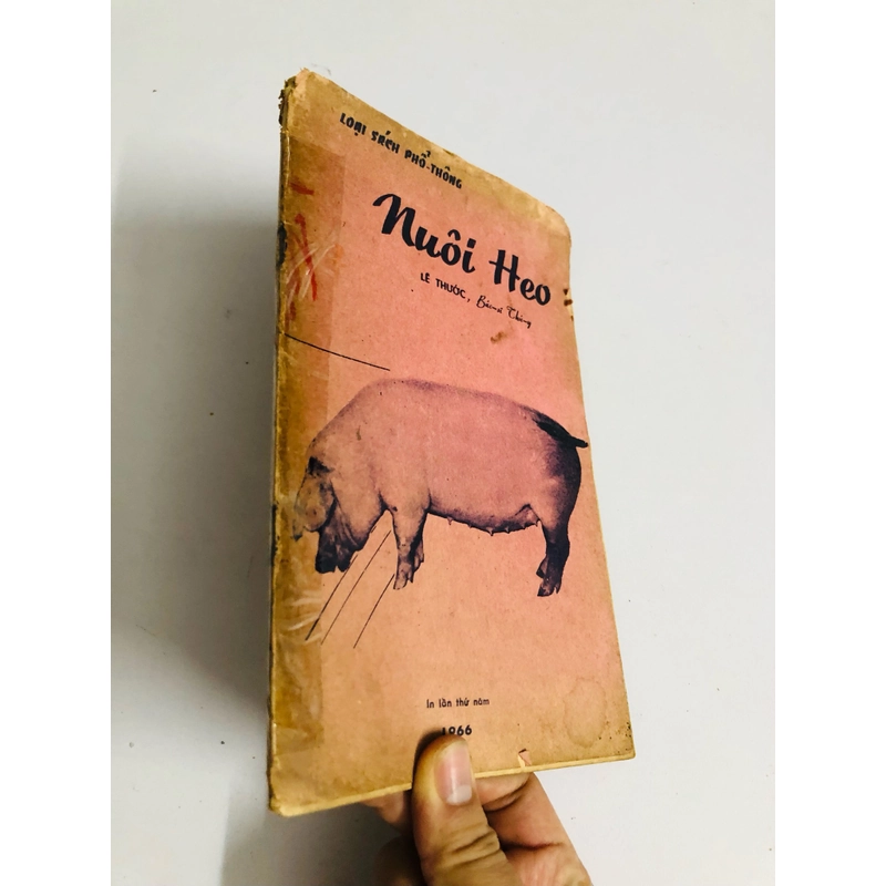 NUÔI HEO 1966 528074