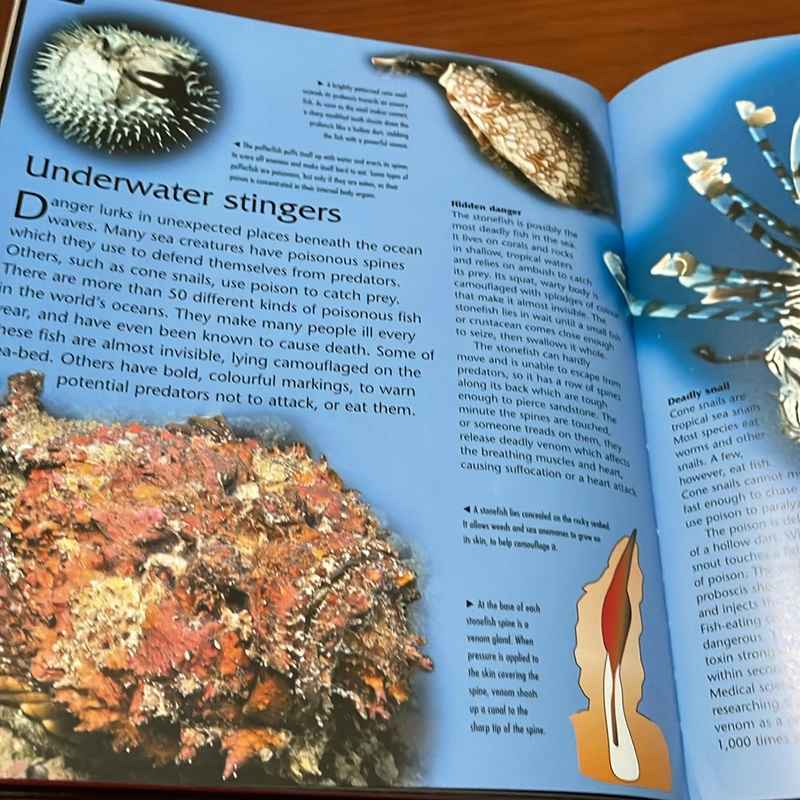 PICTURE BOOK Dangerous creatures 536327