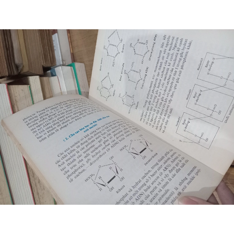 Giáo trình về cơ sở di truyền học - I.P. Karuzina 129730