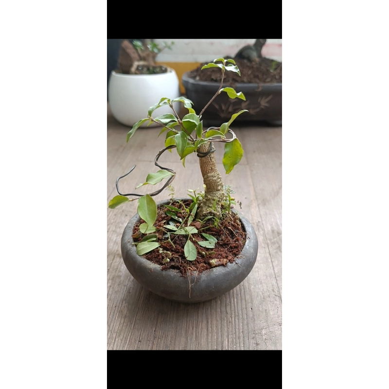 Hồng ngọc mai siêu mini [Bonsai siêu mini] [Bonsai để bàn] 462211