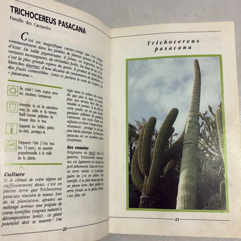 Les Cactees (Xương rồng - trong nhà và ngoài trời) 778695