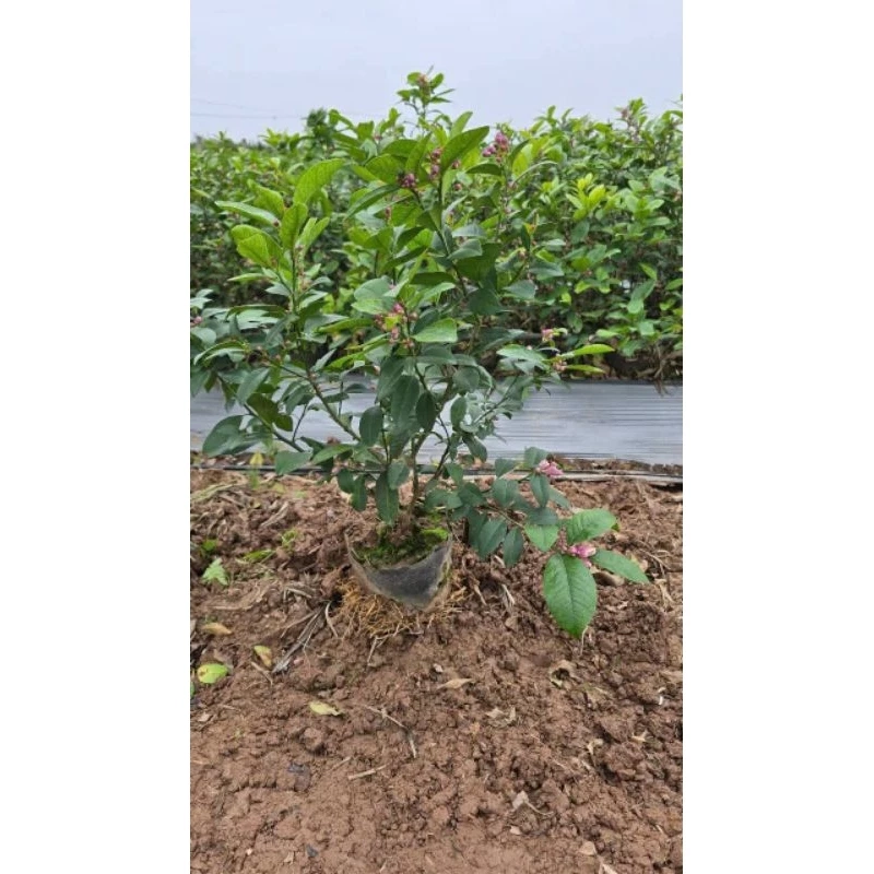 Cây chanh ta ăn lá ăn quả (đang hoa quả) cao 40-50cm 446057