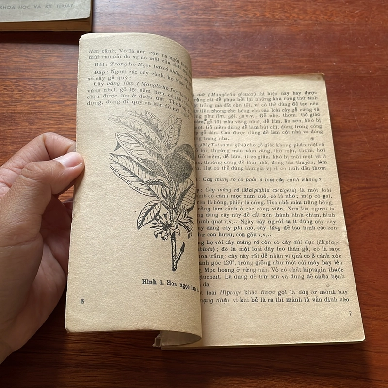 II Sách Xưa: Hỏi Đáp Về Thực Vật (Tập 4, 5) - Vũ Văn Chuyên - 1977, 1978 504397