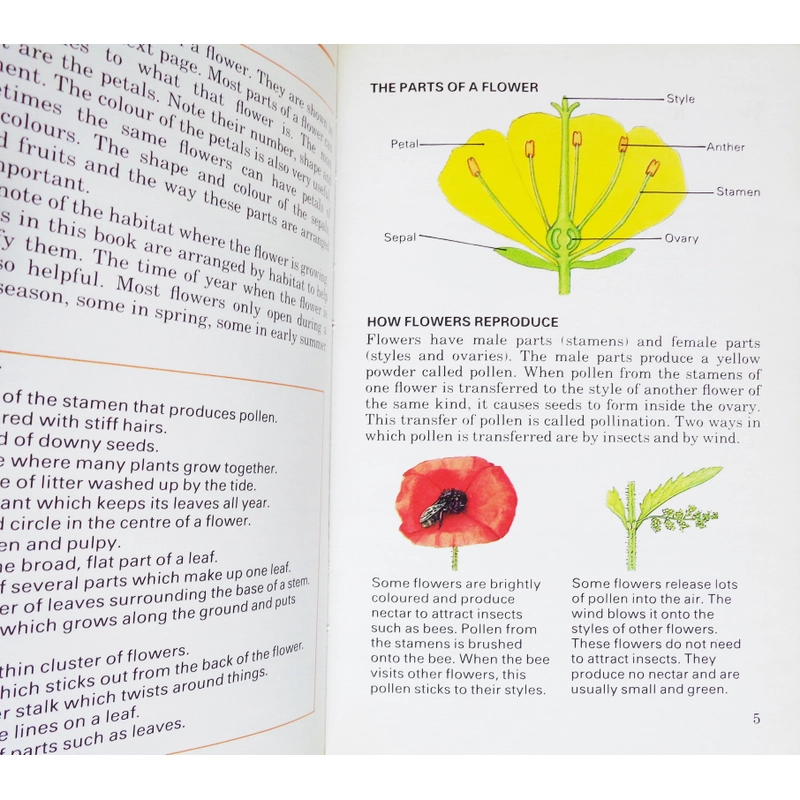 Wild Flowers 448667