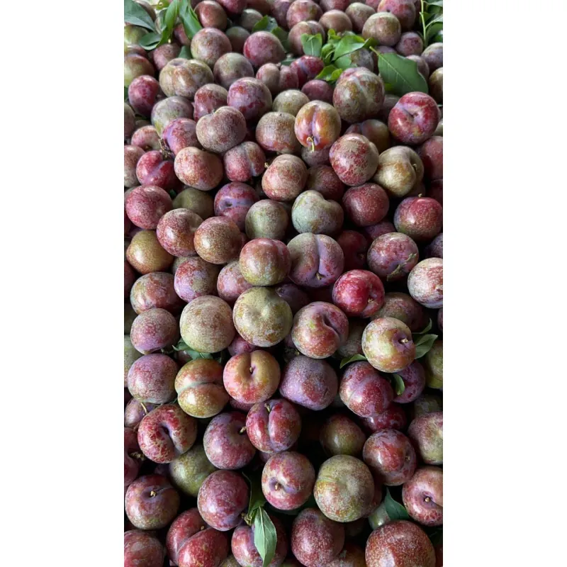 Mận hậu Sơn la  1009592