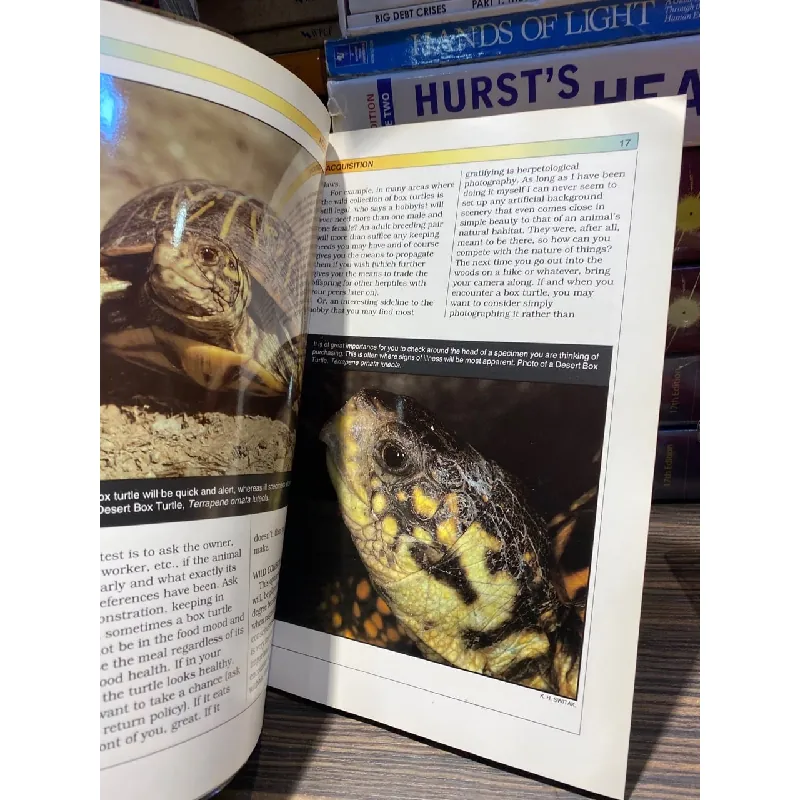 Box Turtles - Jordan Patterson 726815