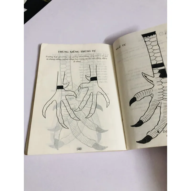 CÁCH CHỌN GÀ ĐÁ  726848