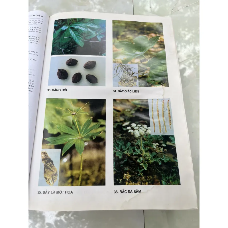 TỪ ĐIỂN CÂY THUỐC VIỆT NAM - VÕ VĂN CHI 930937