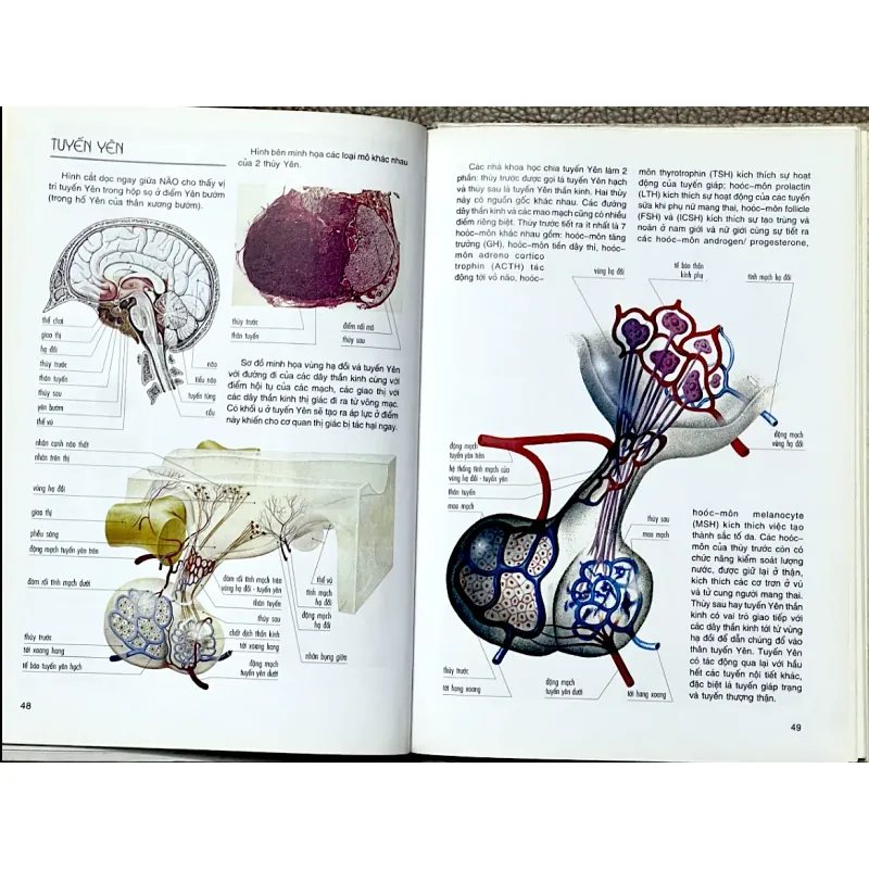 TẬP HÌNH ẢNH MỚI VỀ CẤU TRÚC CƠ THỂ NGƯỜI - VANIO VANNINI & GIULIANO POGLIANI 1044698