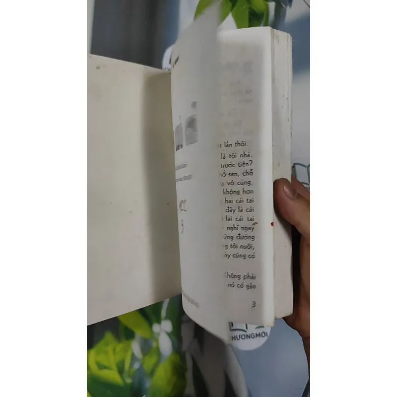 Hạt Chò Chỉ - Lê Minh 798479