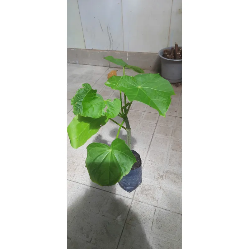 Cây đậu cọc rào, như hình 760975