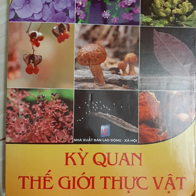 Những câu hỏi kỳ thú KỲ QUAN THẾ GIỚI THỰC VẬT 323610