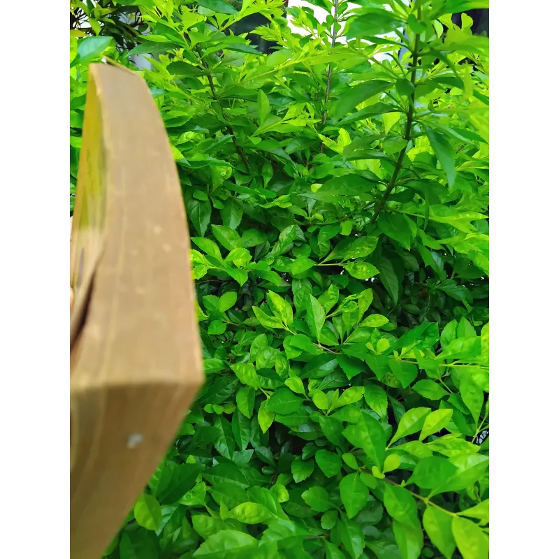 Vật lý tiến hóa luận của Albert Einstein và Leopold Infeld  1001250