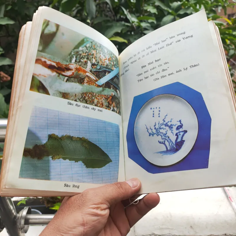 Kỹ Thuật Trồng Và Ghép Mai - Huỳnh Văn Thới 928913