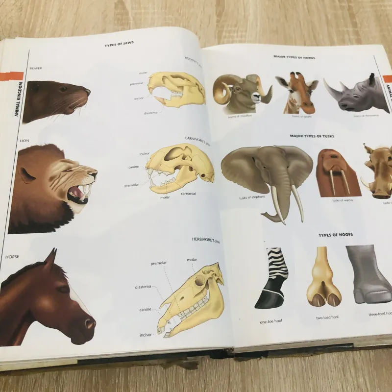 THE MACMILLAN VISUAL DICTIONARY 968636