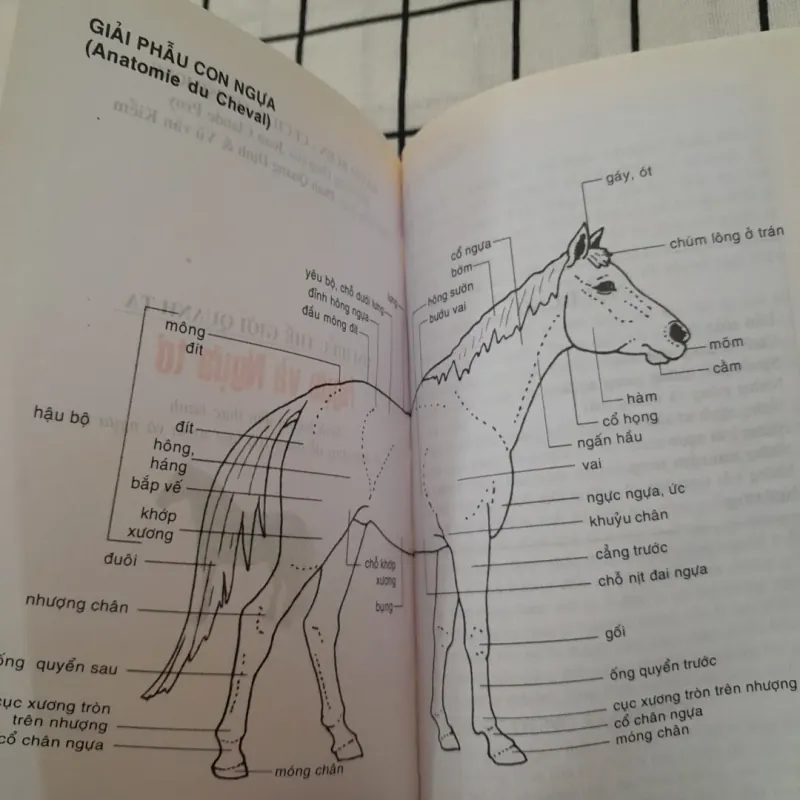 NGỰA & NGỰA TƠ- Nhận dạng 108 loại ngựa trên thế giới. Dịch từ t. Pháp. Tg  David Burn 792190