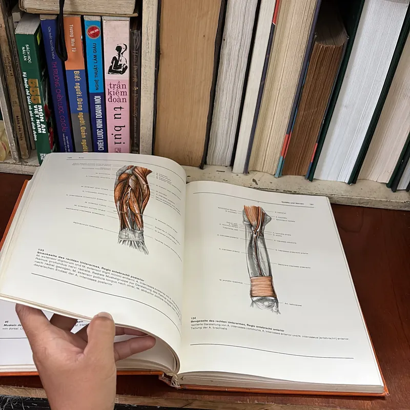 II Atlas der Anatomie des Menschen - Band 1 + 2 - Bertolini, Leutert - 1987 593995