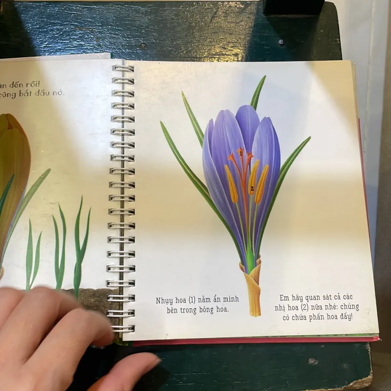 Những khám phá đầu tiên của tớ - Hoa - nhã nam 2018  1027415