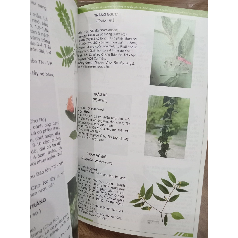 Khu dự trữ sinh quyển Đồng Nai: Giới thiệu một số sản phẩm đặc trưng có nguồn gốc từ lâm sản ngoài gỗ của người Chơ Ro - Ấp Lý Lịch - Vĩnh Cửu - Đồng Nai 519059