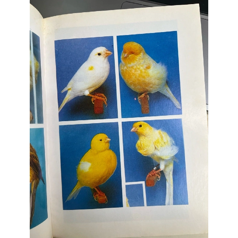 Kỹ thuật nuôi chim yến hót - Việt Chương 999691