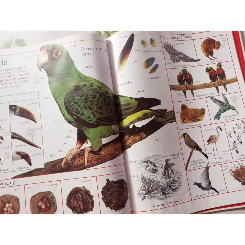 The Children's Visual Dictionary 1027422