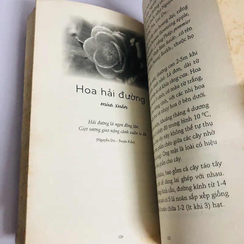 HOA QUẢ MÙA XUÂN VỪA ĐẸP VỪA NGON 693652