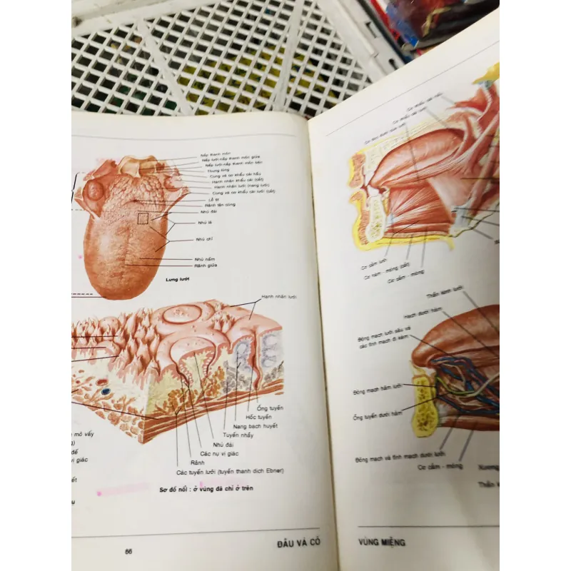 ATLAS GIẢI PHẪU NGƯỜI 1997 799114