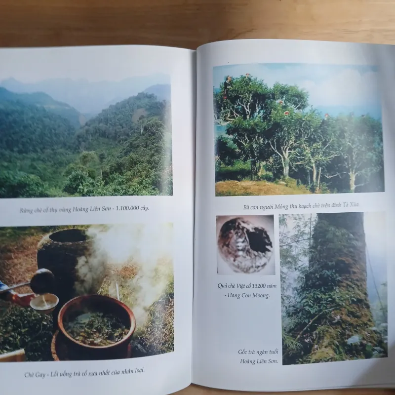 Văn Minh Trà Việt - Trịnh Quang Dũng 565239