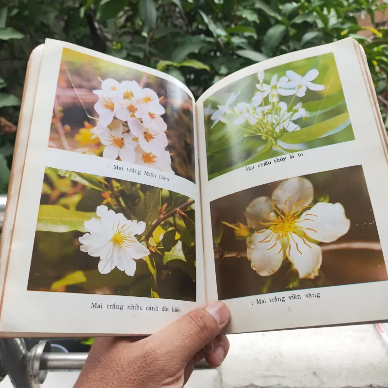 Kỹ Thuật Trồng Và Ghép Mai - Huỳnh Văn Thới 928913