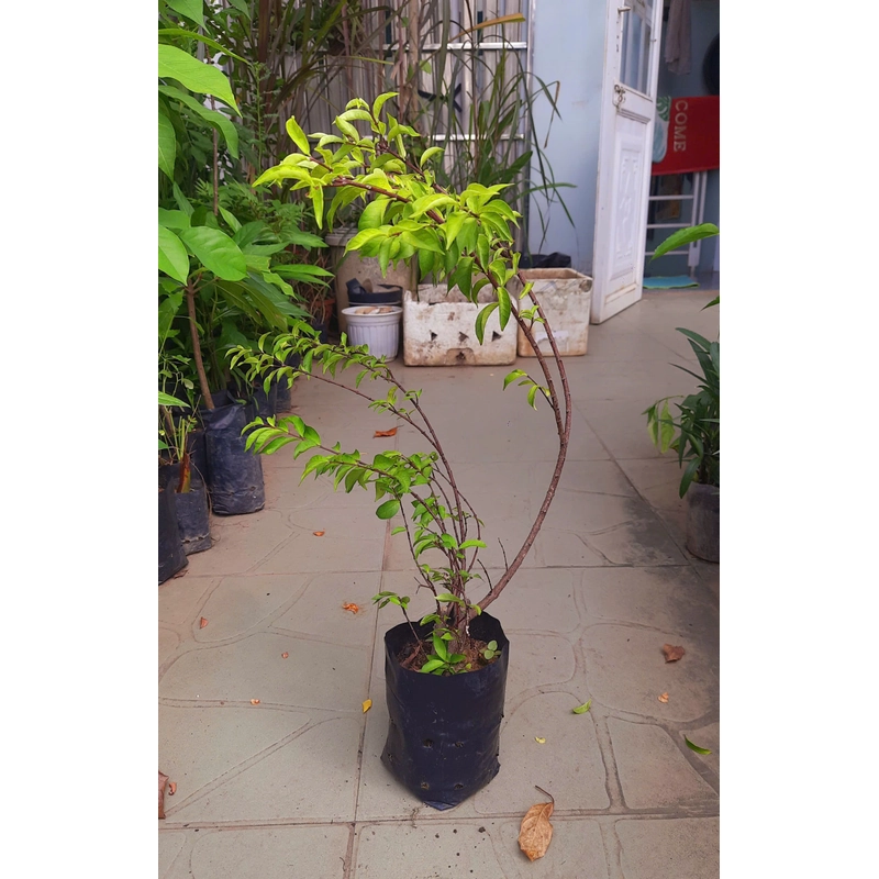 Cây mai chiếu thủy lá nhỏ, như hình chụp 78127