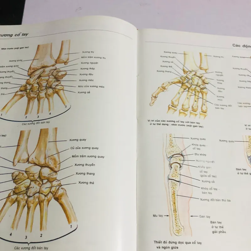 2. ATLAS GIẢI PHẪU NGƯỜI  565271