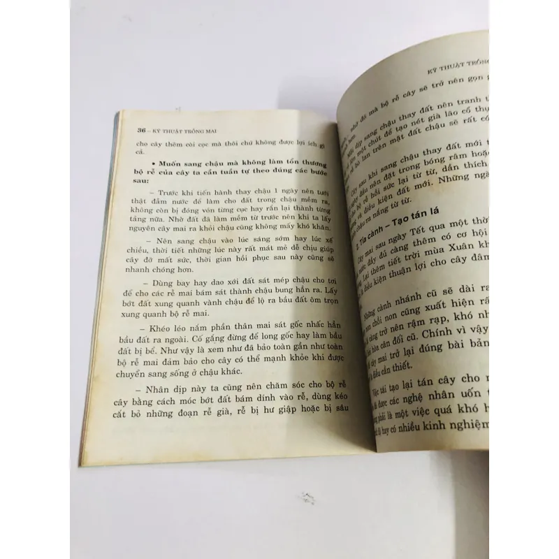 KỸ THUẬT TRỒNG MAI  595082