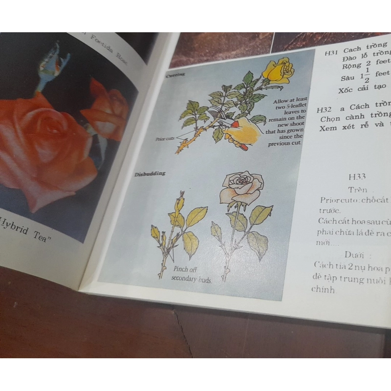 Huỳnh Văn Thới - Kỹ thuật TRỒNG và GHÉP HOA HỒNG 543619