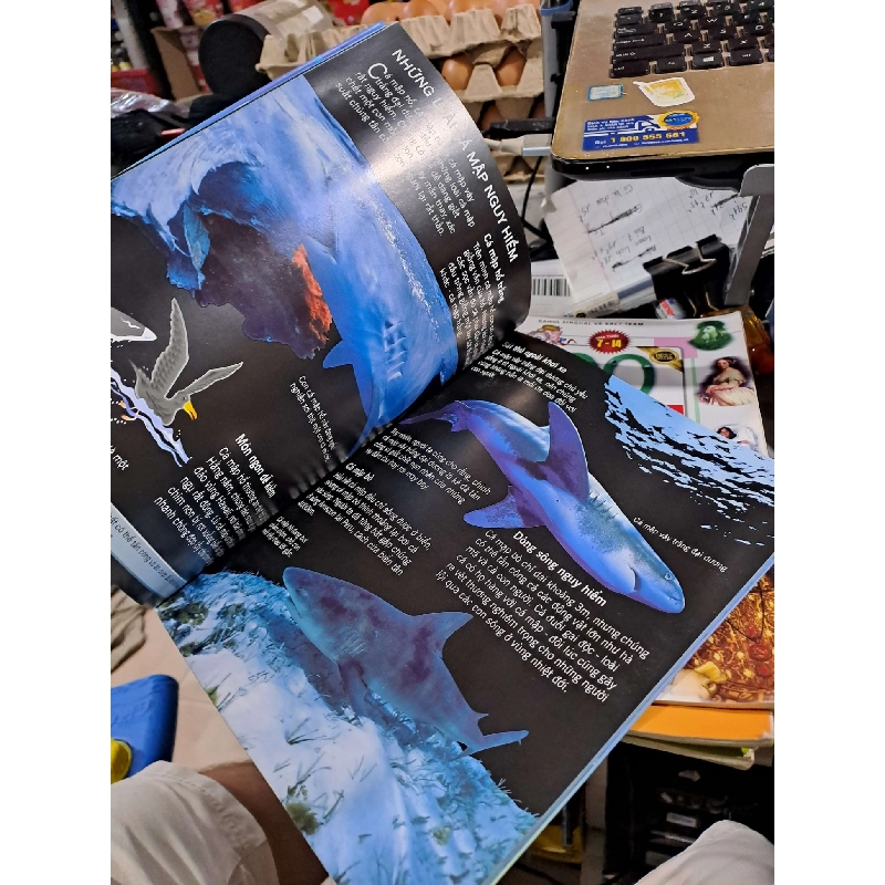 Bách Khoa Tri Thức Về Khám Phá Thế Giới Cho Trẻ Em - Cá Mập - Jonathan Sheikh-Miller - - MẸ VÀ BÉ - HCM3012 749912