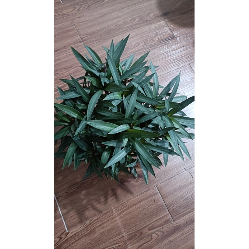 [Combo 10 cây] Cây lẻ bạn, sò huyết trồng sân vườn, ban công [Cây sò huyết tím, rau trai] 502468