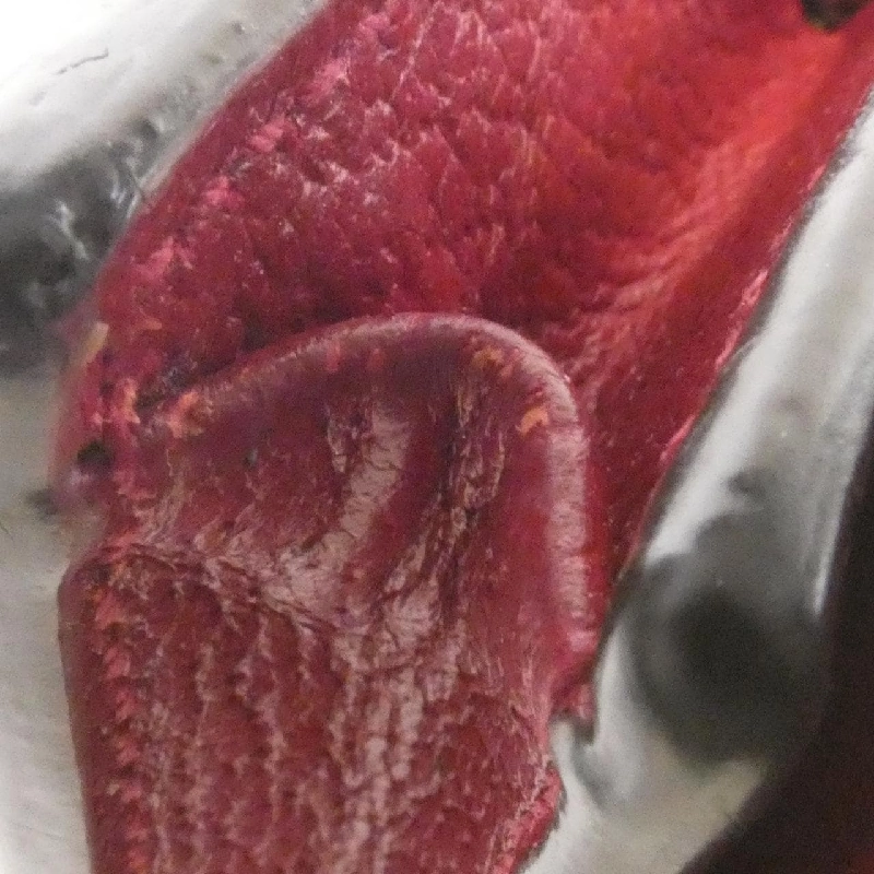 Ví Gucci 647788 2TWAG 620252