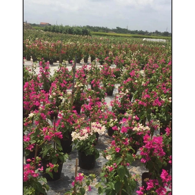 Hoa giấy màu phớt hồng sakura 446050