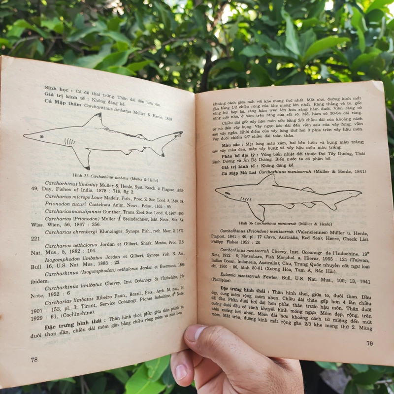 Cá Biển Việt Nam - The Marine Fishes Of VietNam - Tập 1 526446