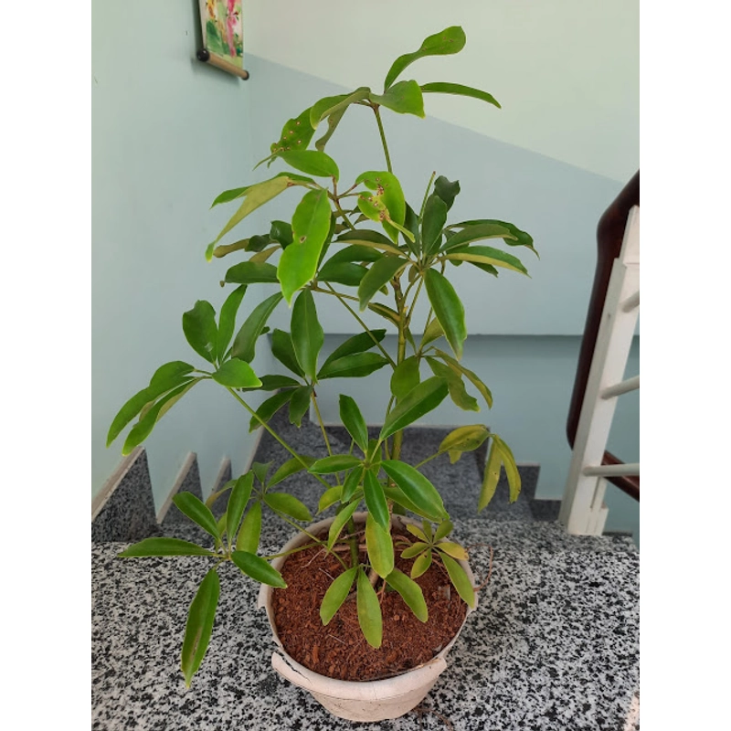 Cây ngũ gia bì, cây như hình 501665