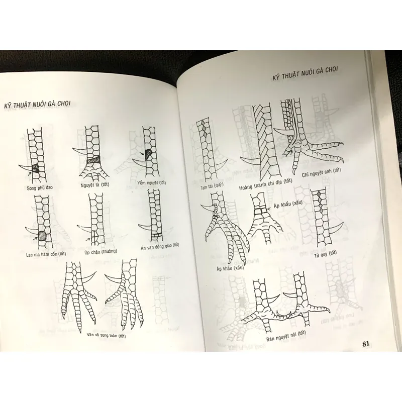 KỸ THUẬT NUÔI GÀ CHỌI 447867