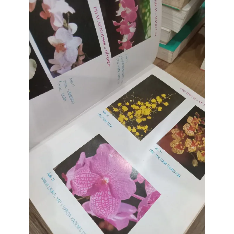 Kỹ thuật nuôi trồng hoa lan - Nhiều tác giả 124432