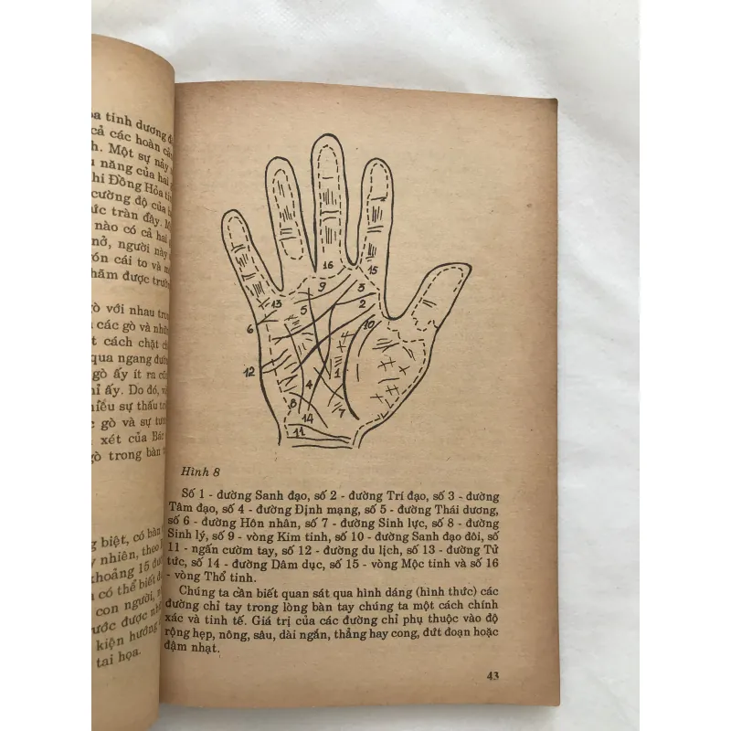 Tìm Hiểu Cá Tính Khả Năng Con Người Qua Tướng Mạo và Bàn Tay 752162